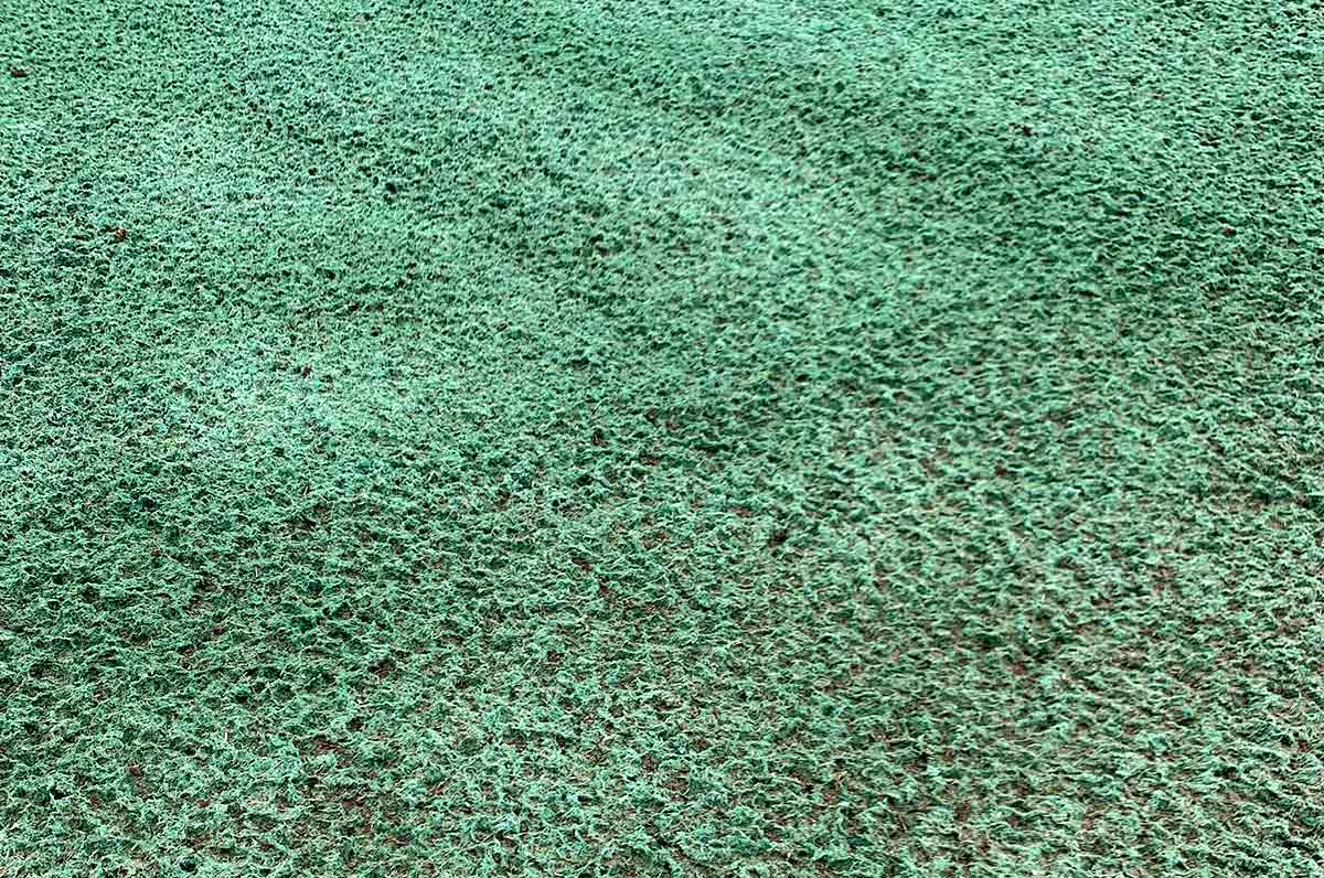 Here’s a close-up look at hydroseed.