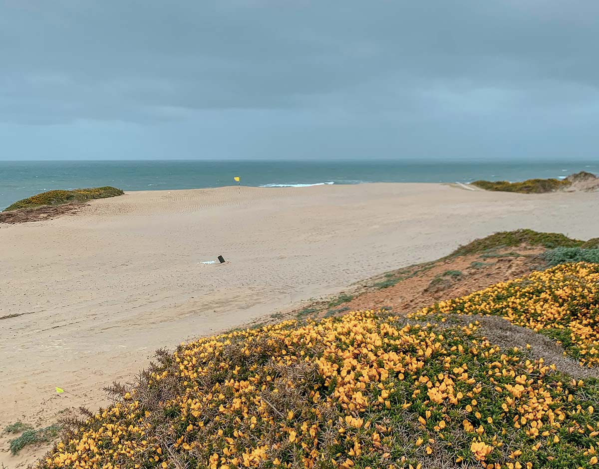 Another look at the 16th green, this time with blooming gorse in the foreground.