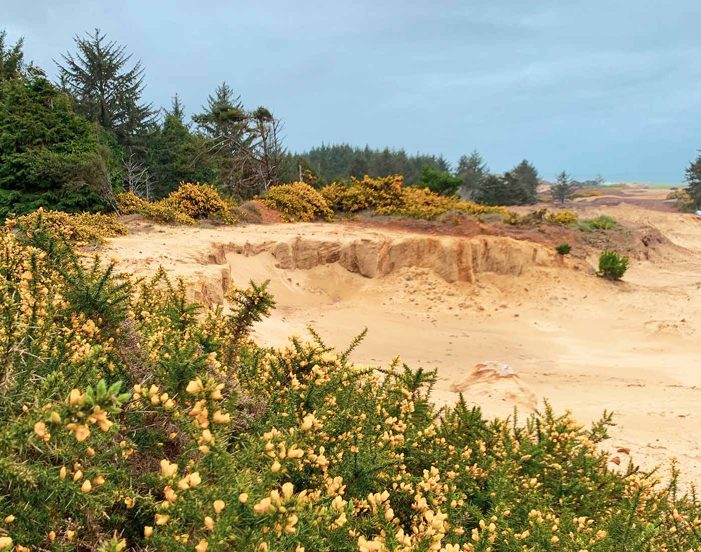 This is the beginnings of what will be an enormous 11th green.