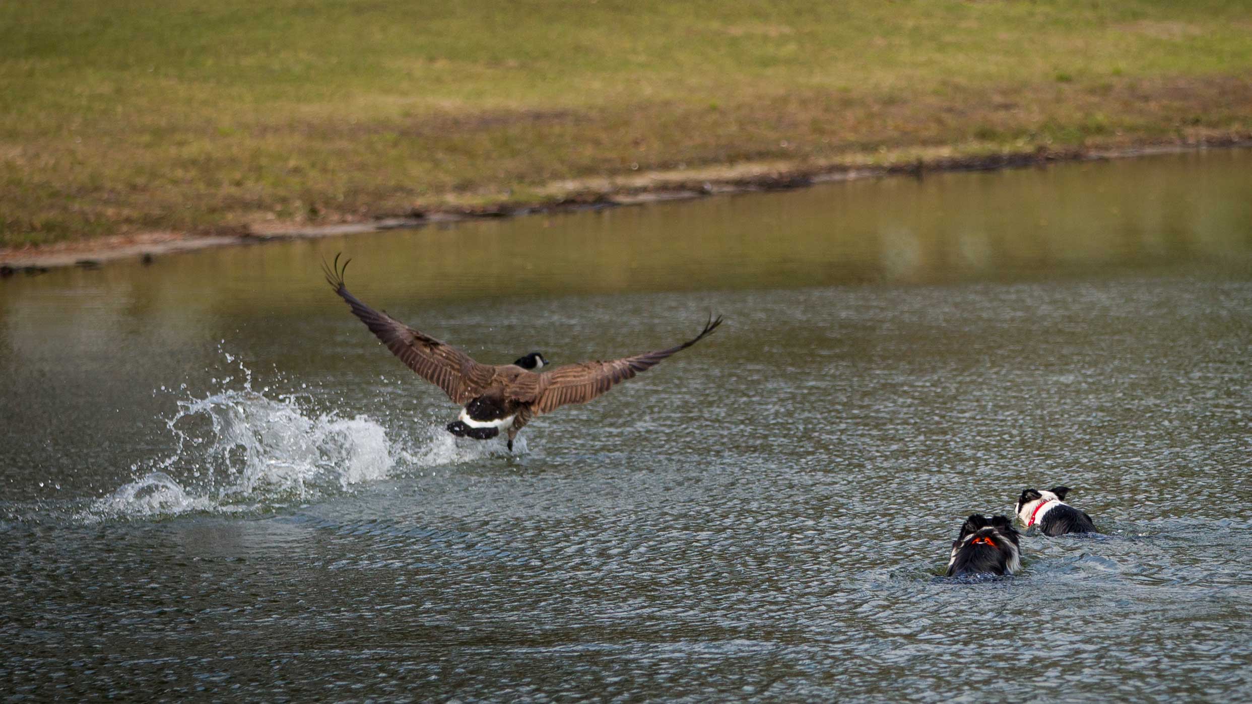 border collie chasing geese