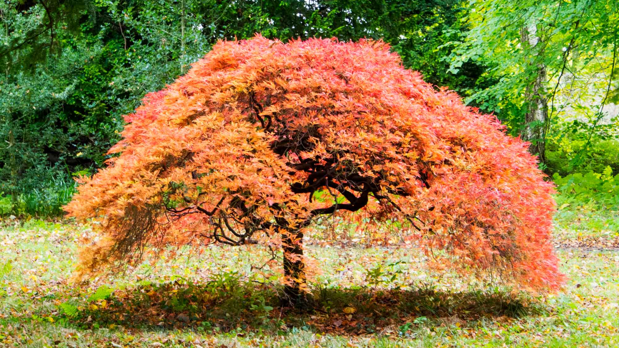 japanese maple