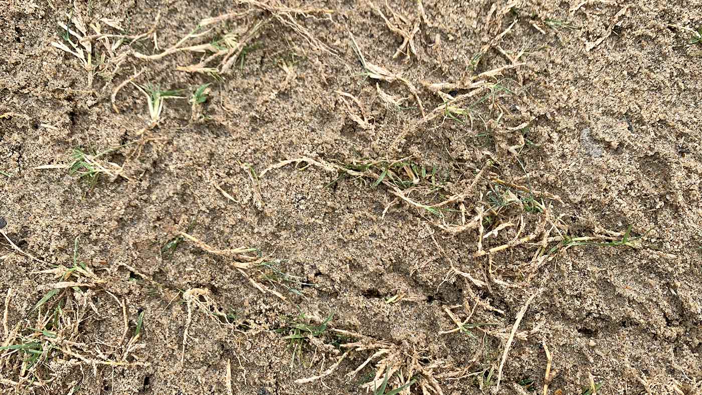 A look at overton park's renovation.