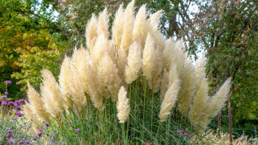 ornamental grass
