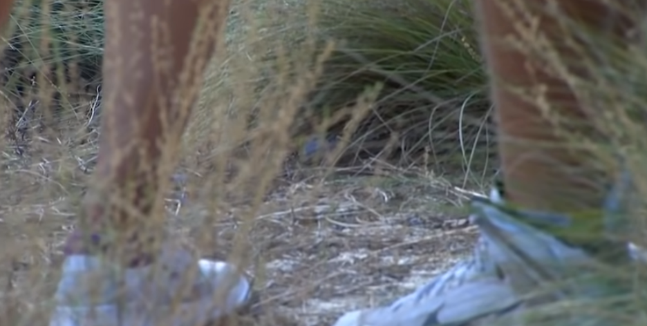 Michelle wie pinehurst