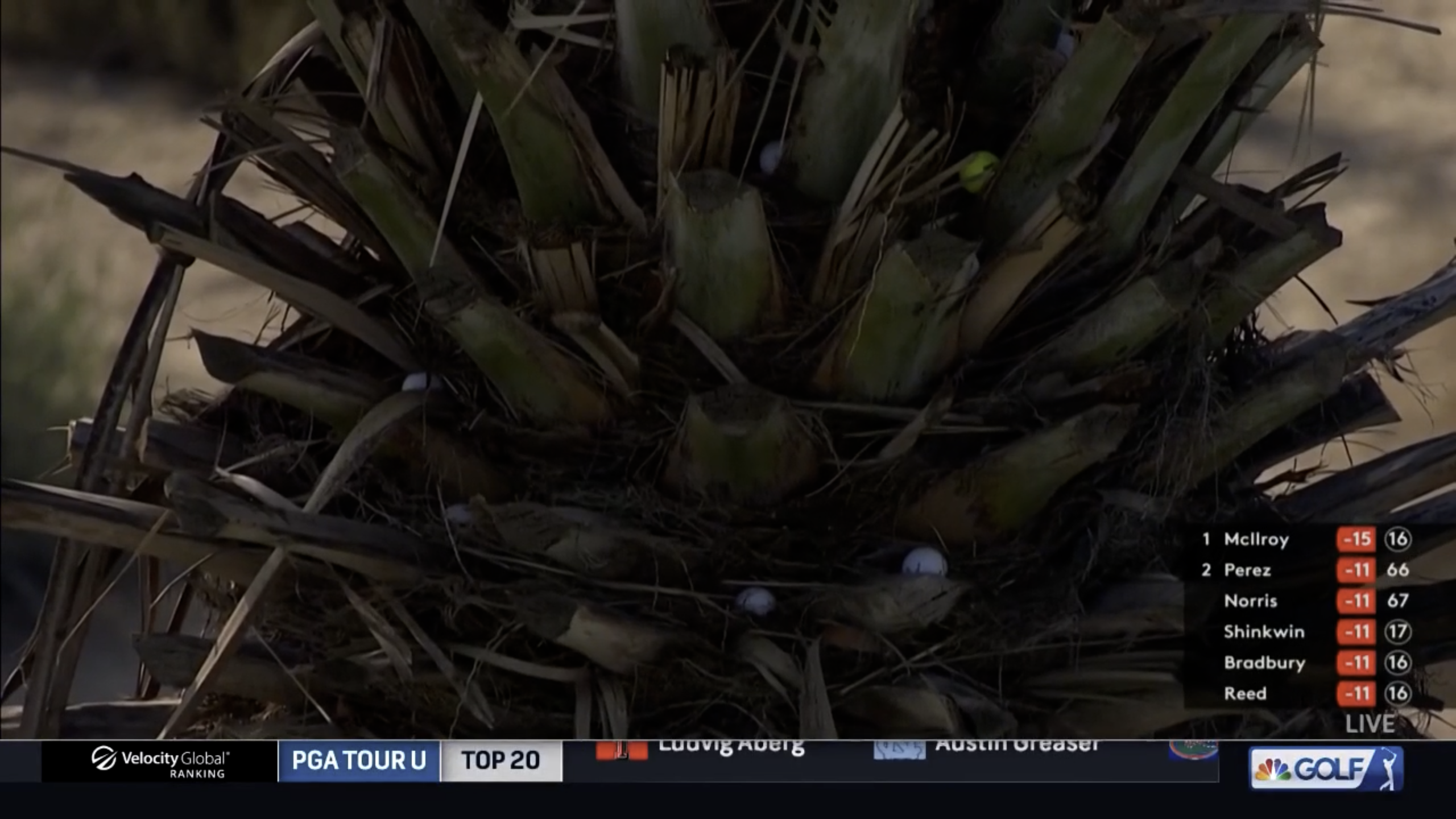 A close up of golf balls lodged in the tree next to the 17th fairway at Emirates Golf Club.