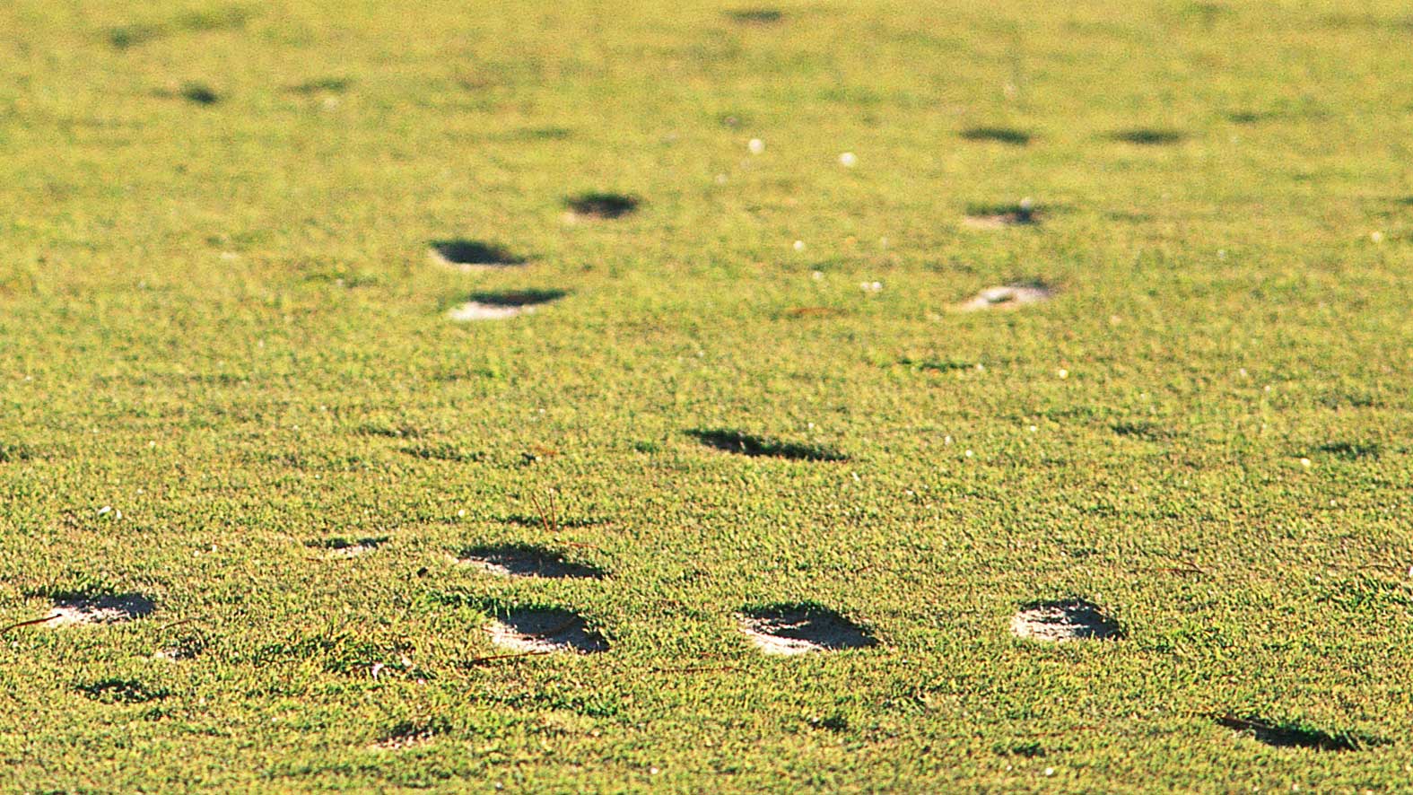 golf divot