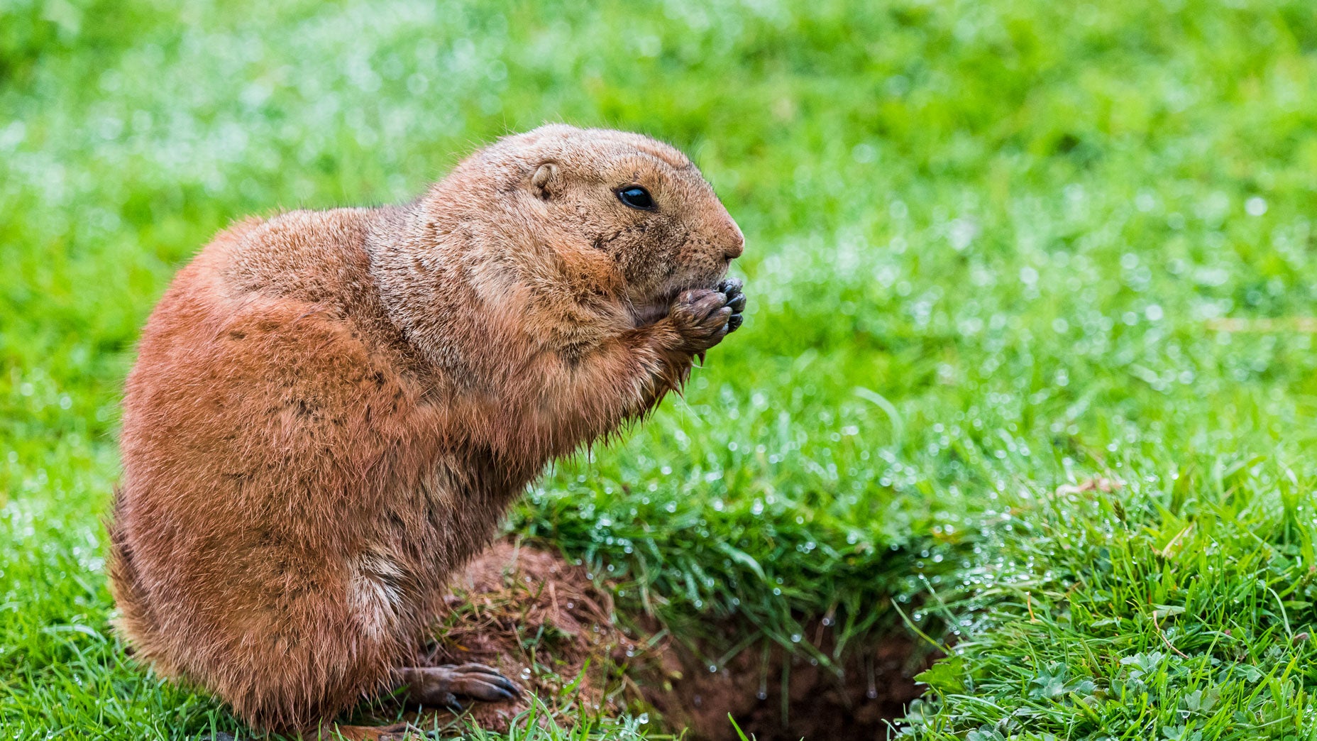 A gopher chewing up a golf course.