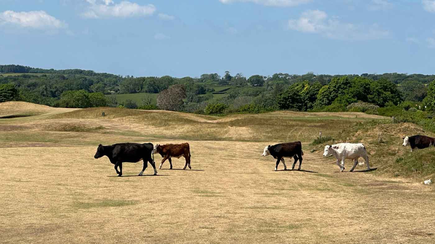 cows at penbard golf club