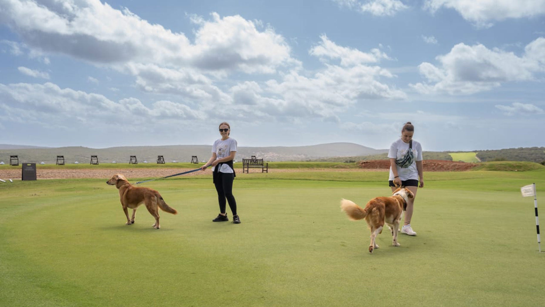 At Costa Navarino resort in Greece, packs of local dogs have taken up residence on the course.