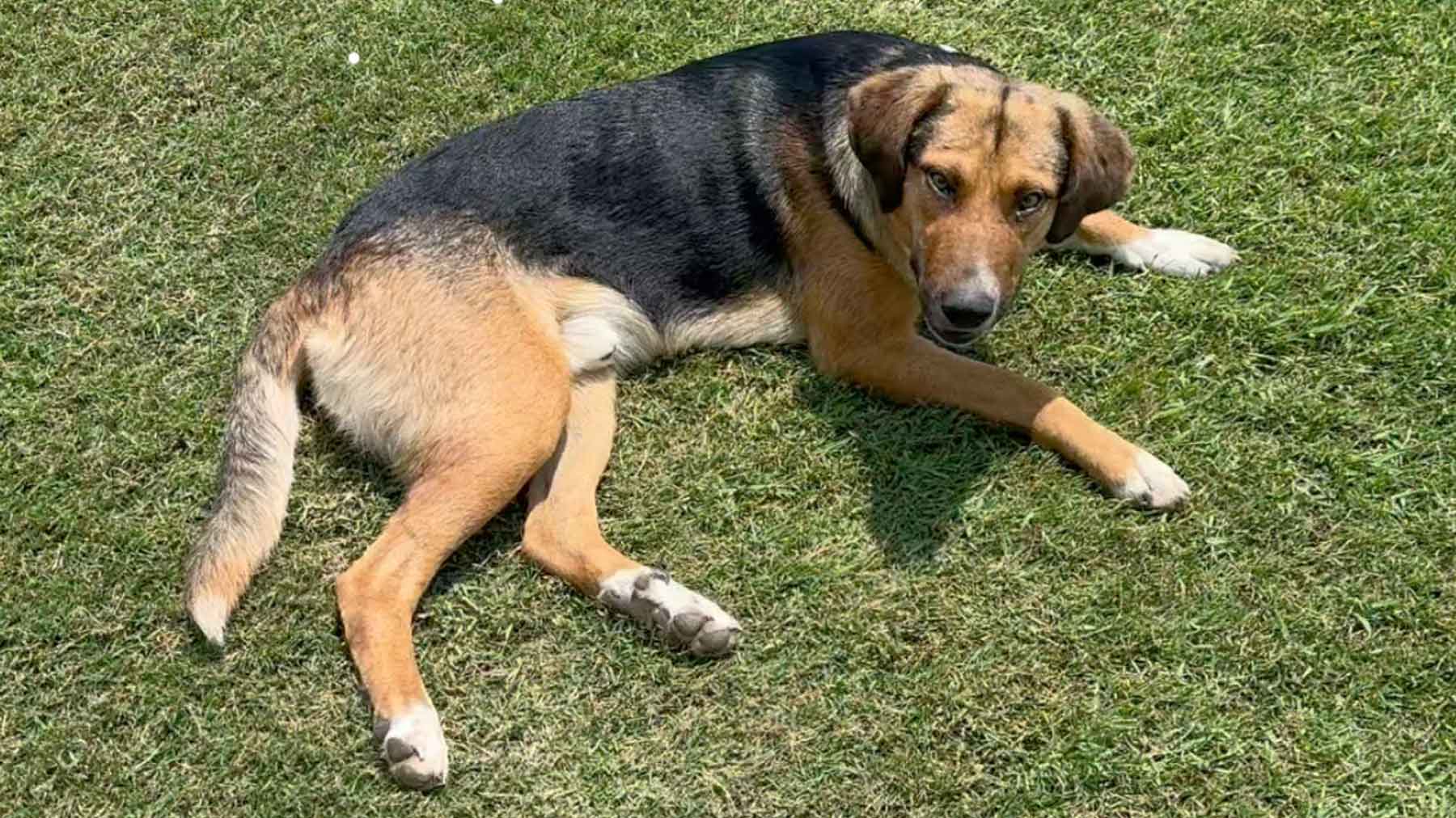 vasilis, the golf course dog lying in a fairway
