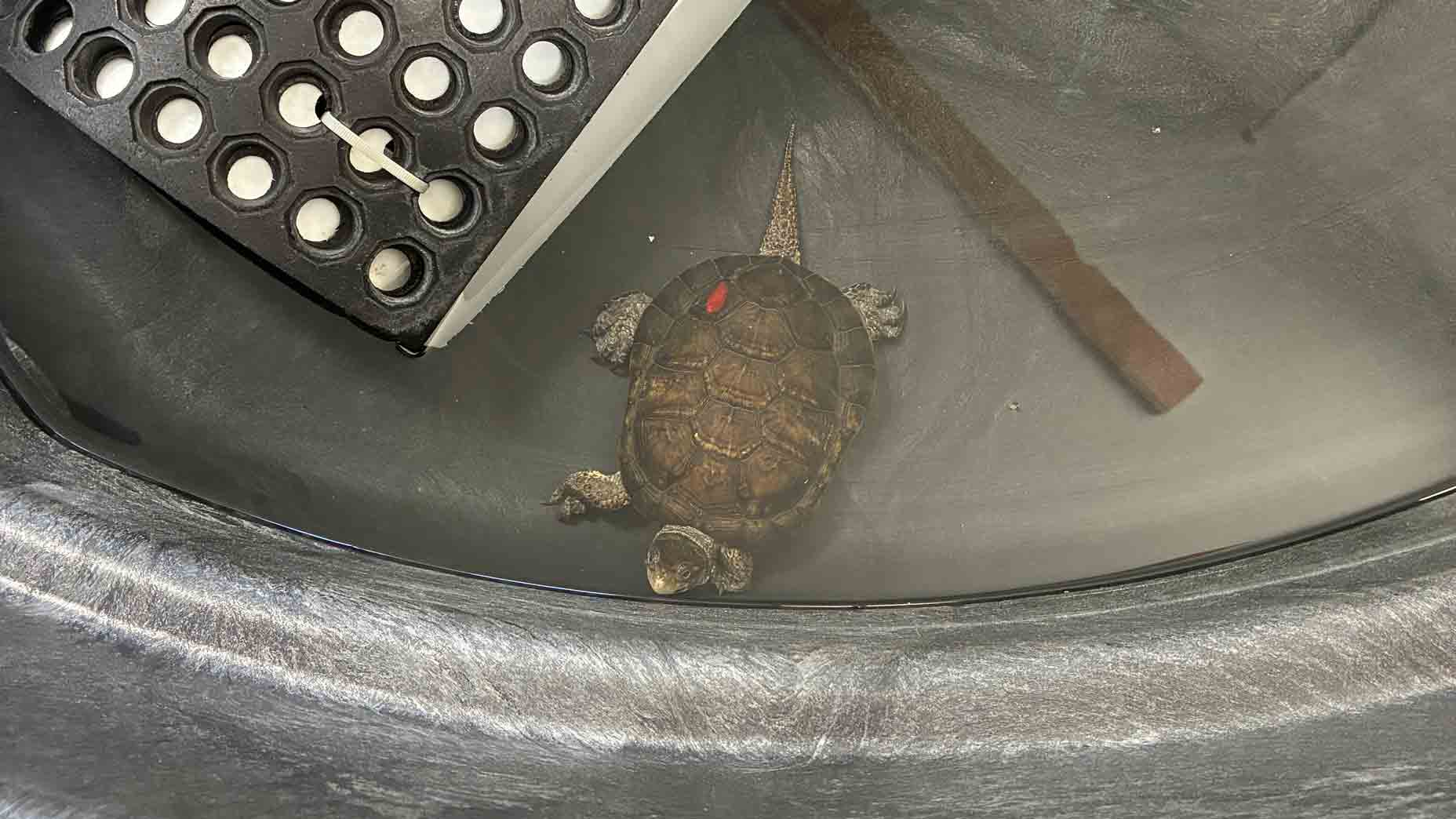 Turtle at Cedar Creek Corrections Center