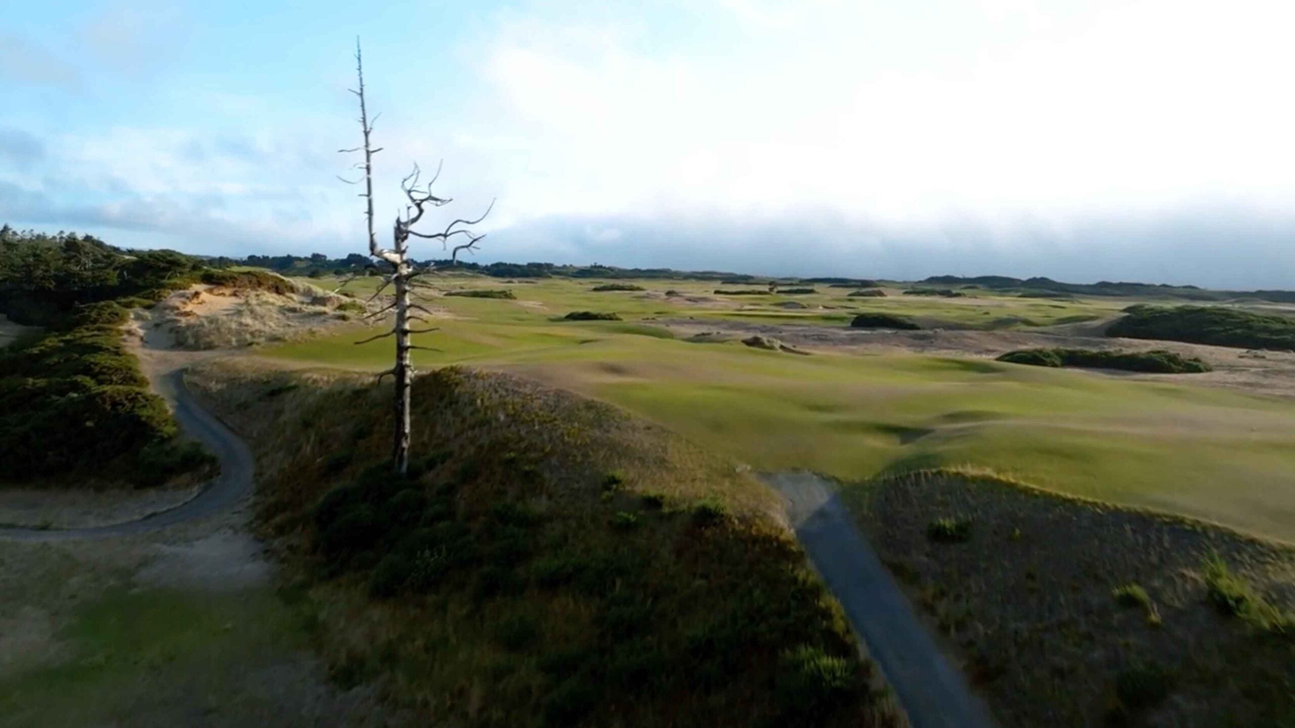 The ghost tree at Bandon Dunes' Old Macdonald.